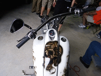 Image 3 of 5 of a 2003 BIG DOG MOTORCYCLE CUSTOM
