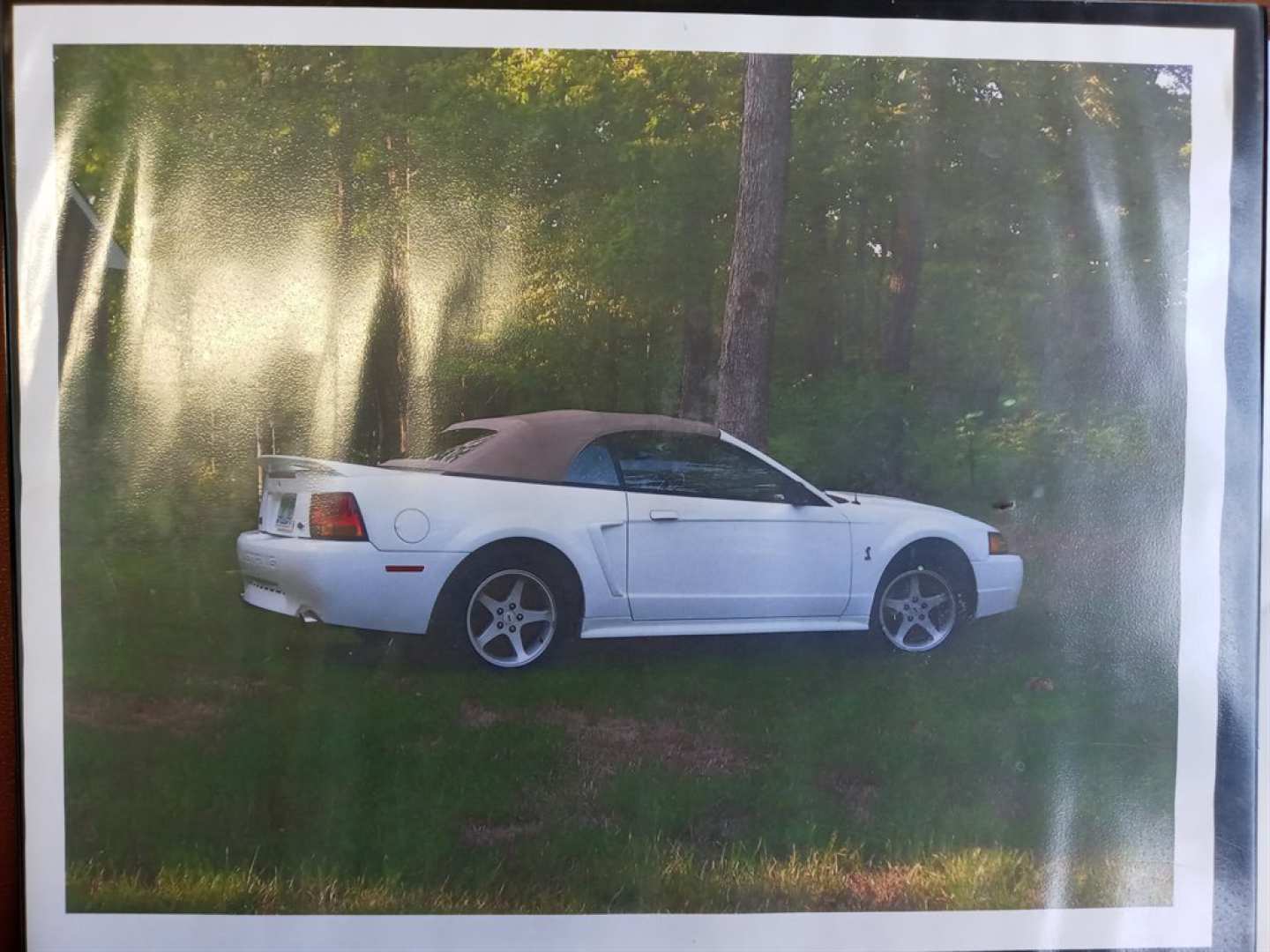 14th Image of a 1999 FORD MUSTANG COBRA